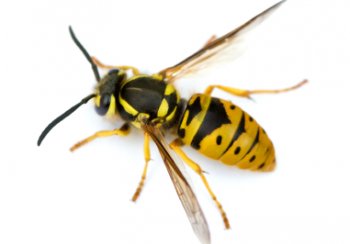Wasps | Bathnes