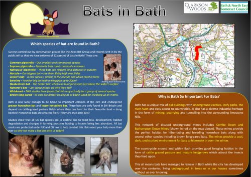 Bats in Bath image
