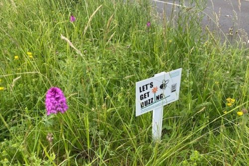 Let's Get Buzzing sign and pyramidal orchid
