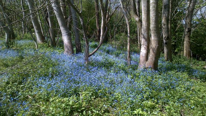 A picture of forget me nots at The Tumps
