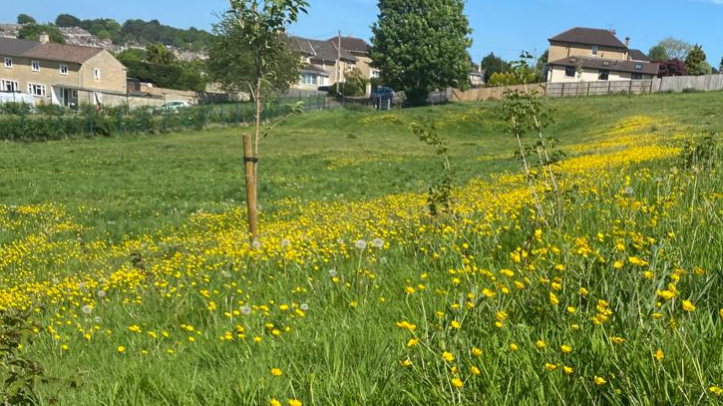 Picture of a field in Moorlands Park