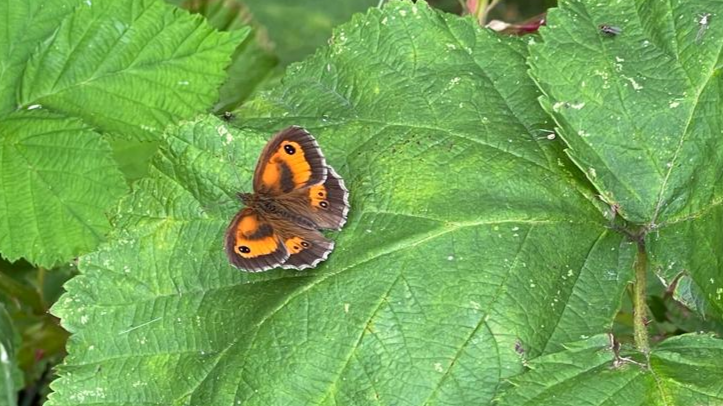 Picture of a butterfly on a leaf
