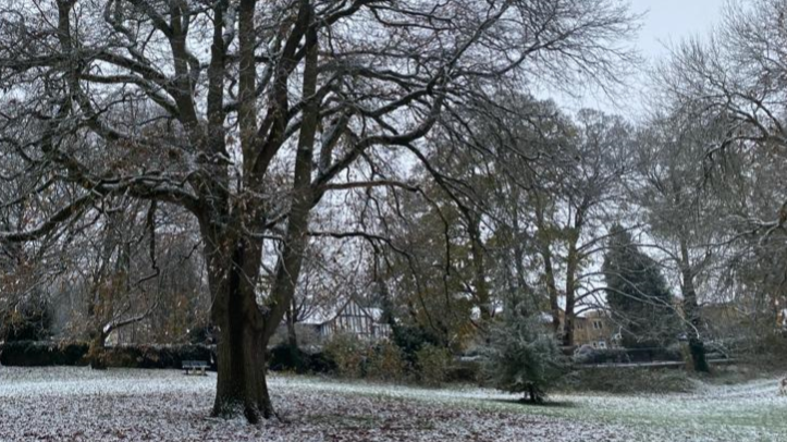Picture of a tree in winter in Moorlands Park
