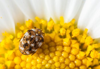 carpet beetle