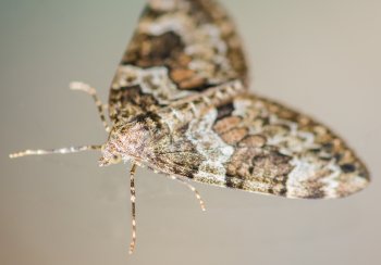 Carpet Moth