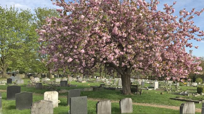 TraditioTraditional graves at Haycombeal graves at Haycombe