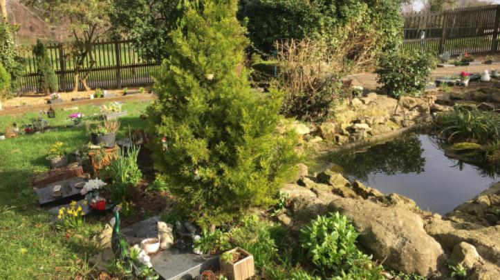 A pond surrounded by trees and shrubs