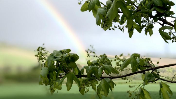 placeholder image of tree and rainbow