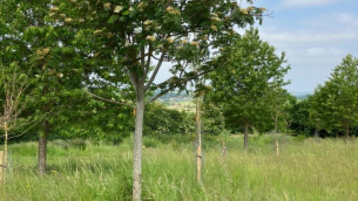 The Queen Elizabeth II Memorial Woodland is set aside for green burials