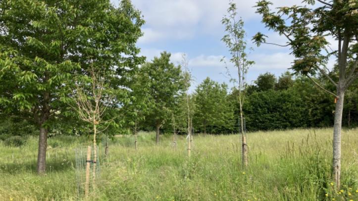 The Queen Elizabeth II Memorial Woodland