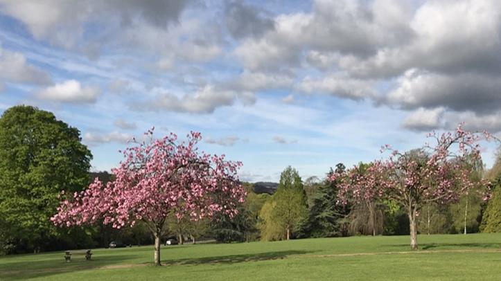 trees at Haycombe