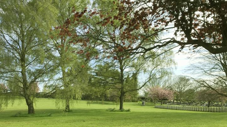 Birch trees at Haycombe