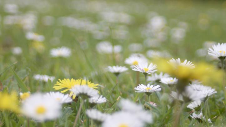 Wildlflowers at The Queen Elizabeth II Memorial Woodland