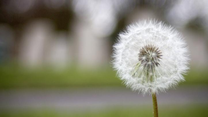 Close up photo of a dandelion