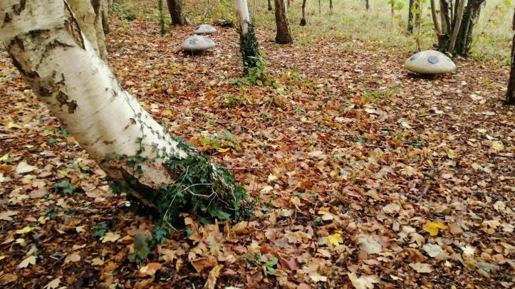 woodland mushrooms in The Glade