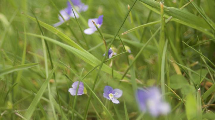 image of flowers in grass