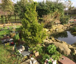A pond surrounded by trees and shrubs