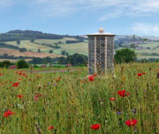 The Meadow in summer
