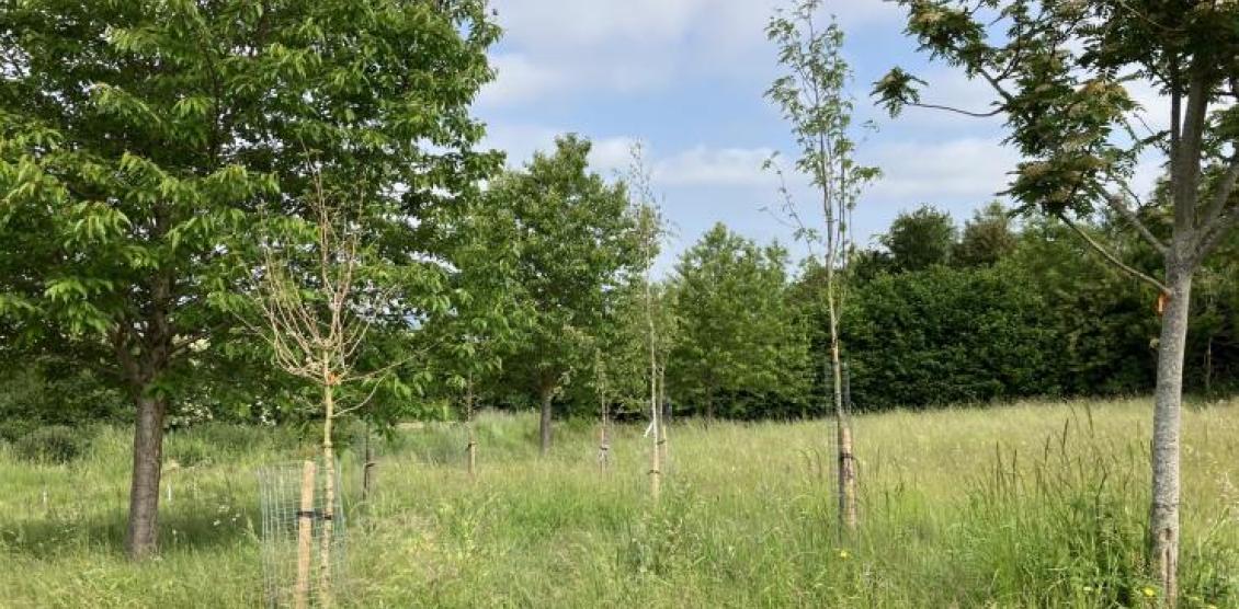 Green burial: Queen Elizabeth II Memorial Woodland