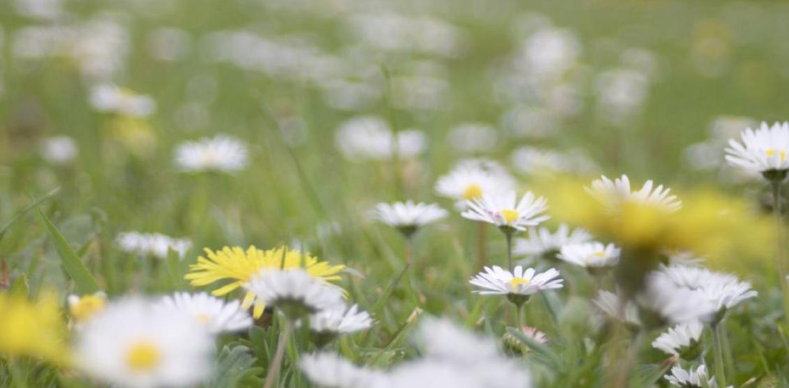 Wildlflowers at The Queen Elizabeth II Memorial Woodland