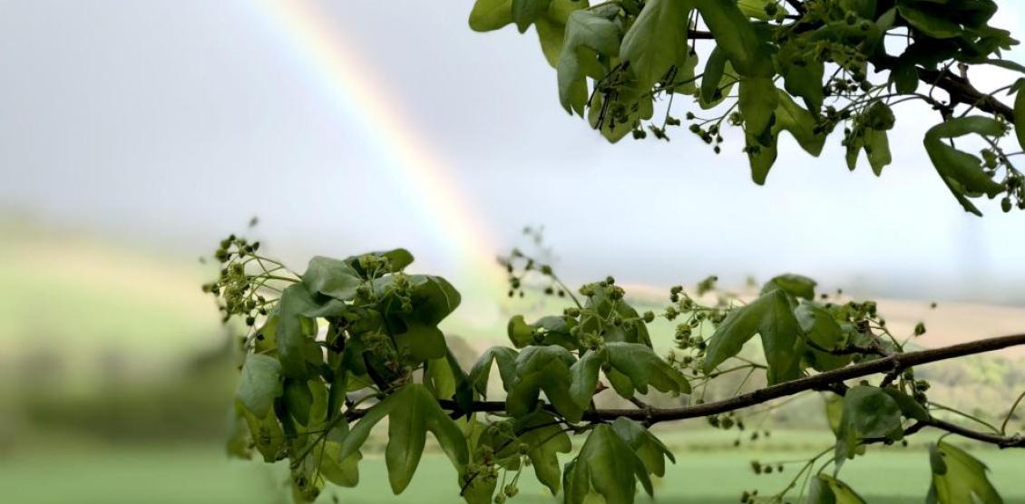 Tree and rainbow